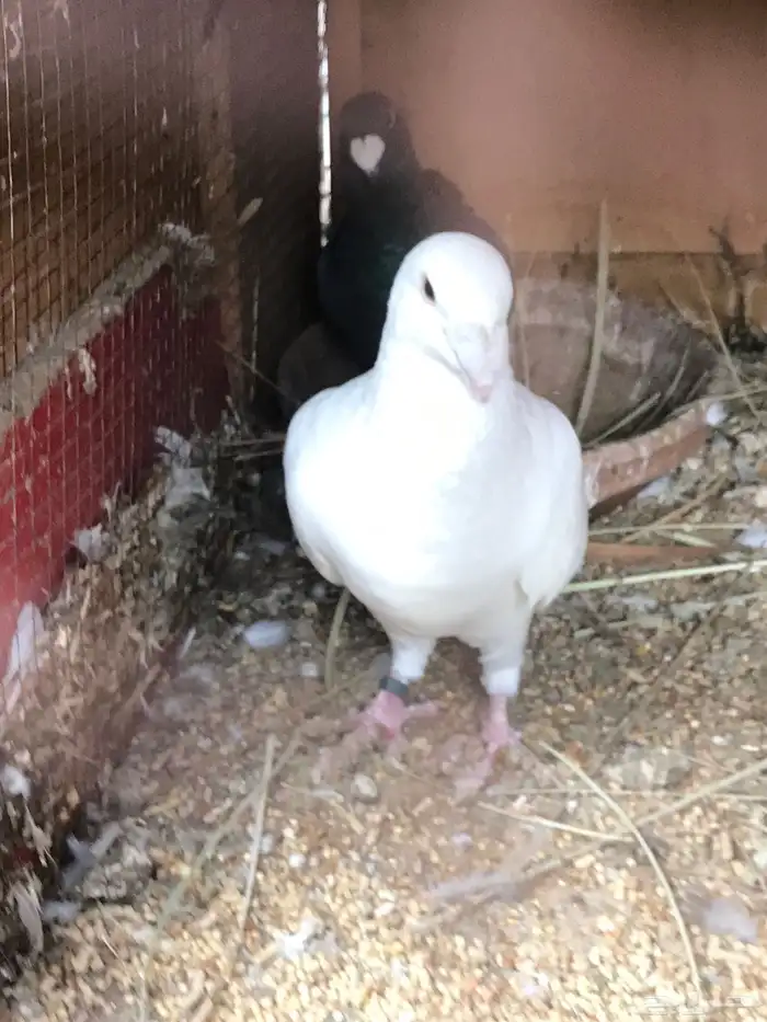 وحشي وهومر وعبسي وبربري 8