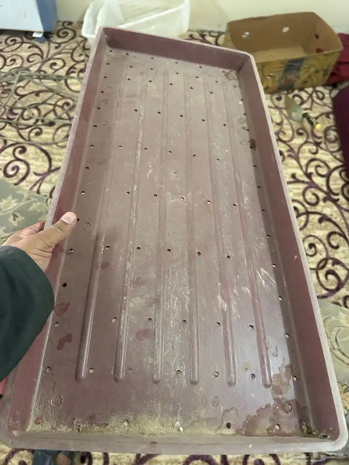 ويوجد صحون استمبات شعير 1