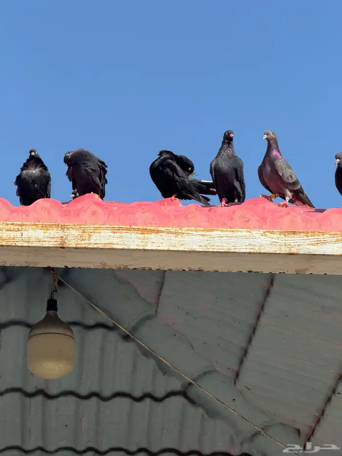 ازواج قطايف 1