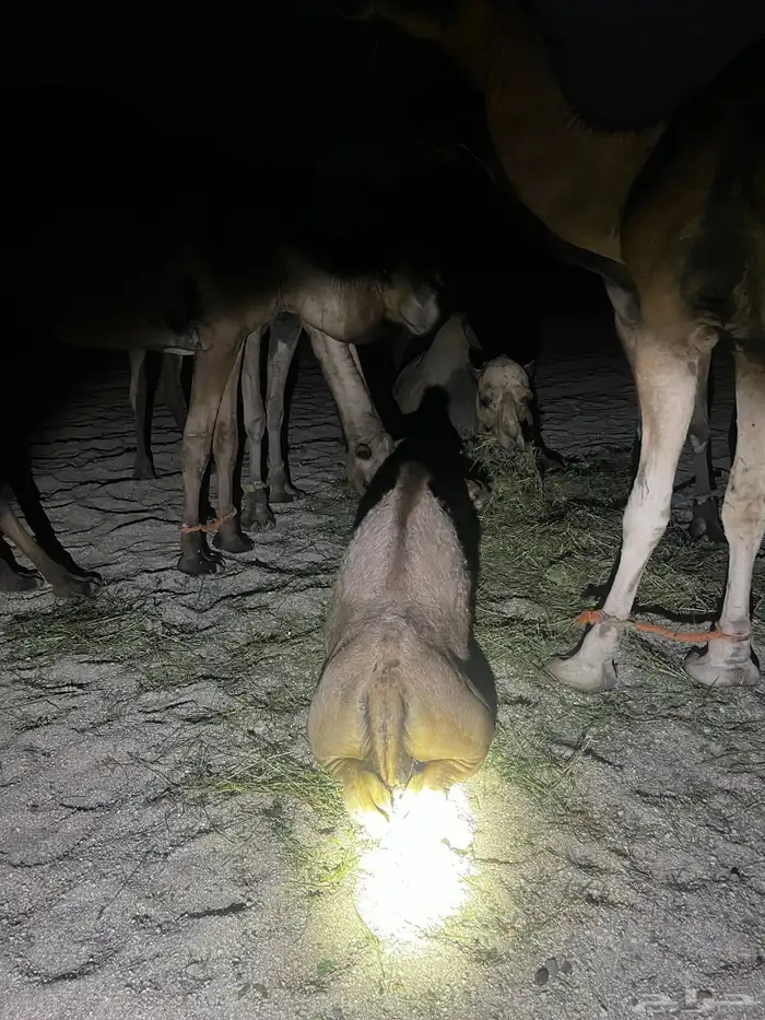 قعدان للبيع فل شحم 3