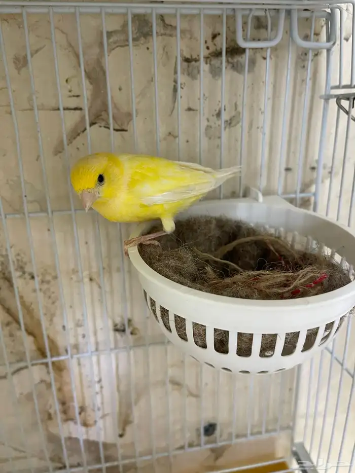 انثى كناري سوري جاهزه من الاخر تبي الذكر 0