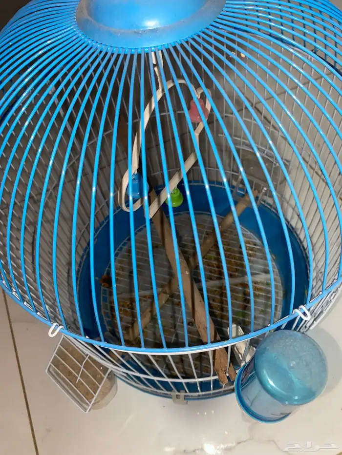 قفص عصفور مستخدم يحتاجله تنضيف فقط 3