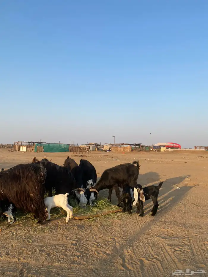 للبيع معزا ولد عوارض طيبه 51