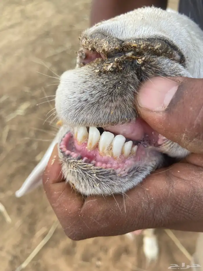 حري فحل للبيع 1