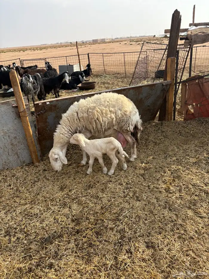 حرية معها 2 1