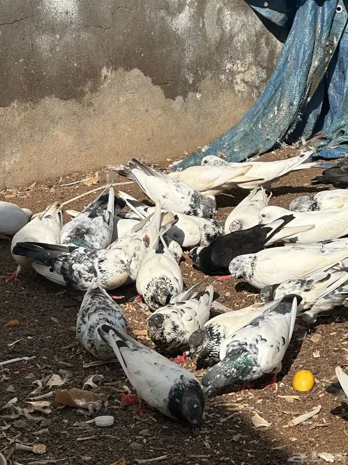 حمام بكستاني 0