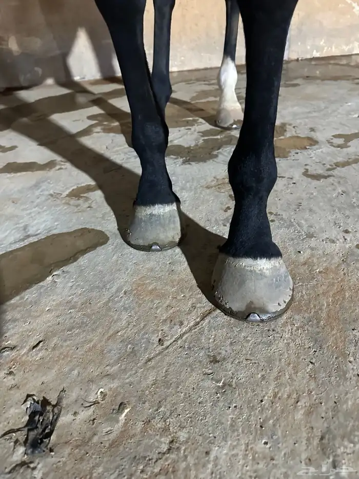 فرس انقليزية 4