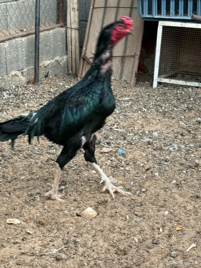 ديك باكستاني سندي 7