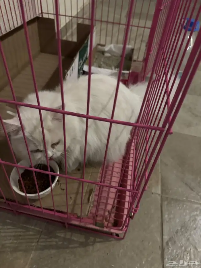 قطط للتبني 0