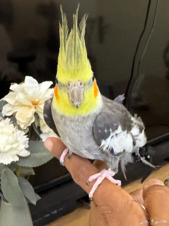 كروان الليف 5