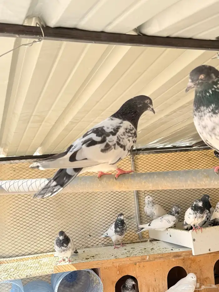 حمام باكستاني 0