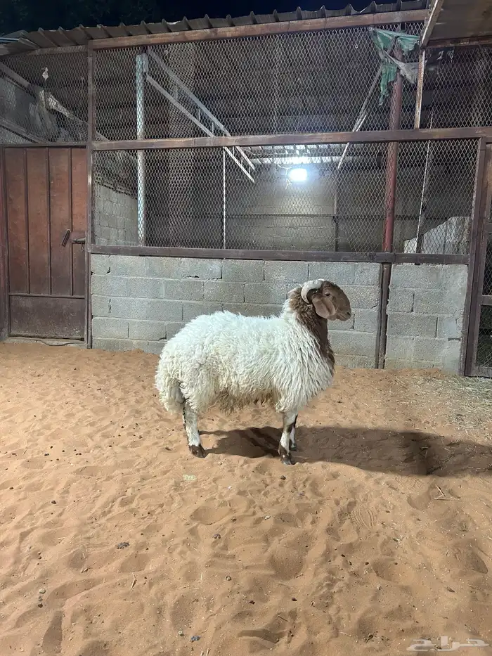 طلي نعيمي بلدي ناهي ( تم البيع ) 2