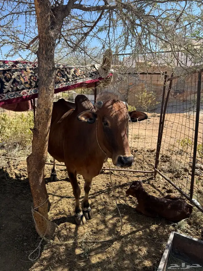 بقره معها حسيل ماشاءالله تبارك الله 1