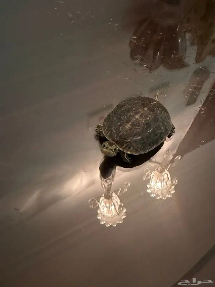 سلحفاة برمائية للبيع مع اكلها والقفص 0