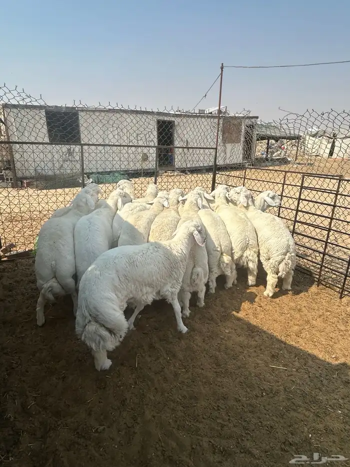 نعيم كناور ووسط وهرافي وحريات كناور وووسط وهرافي 8