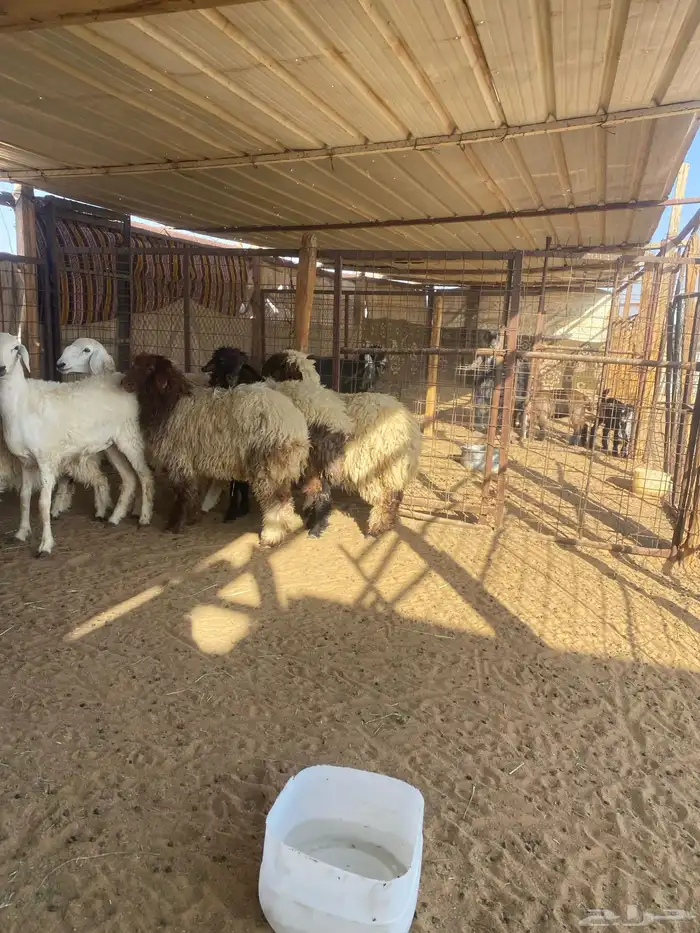 رخال نعيم وحريه ظهورها طيبه 2