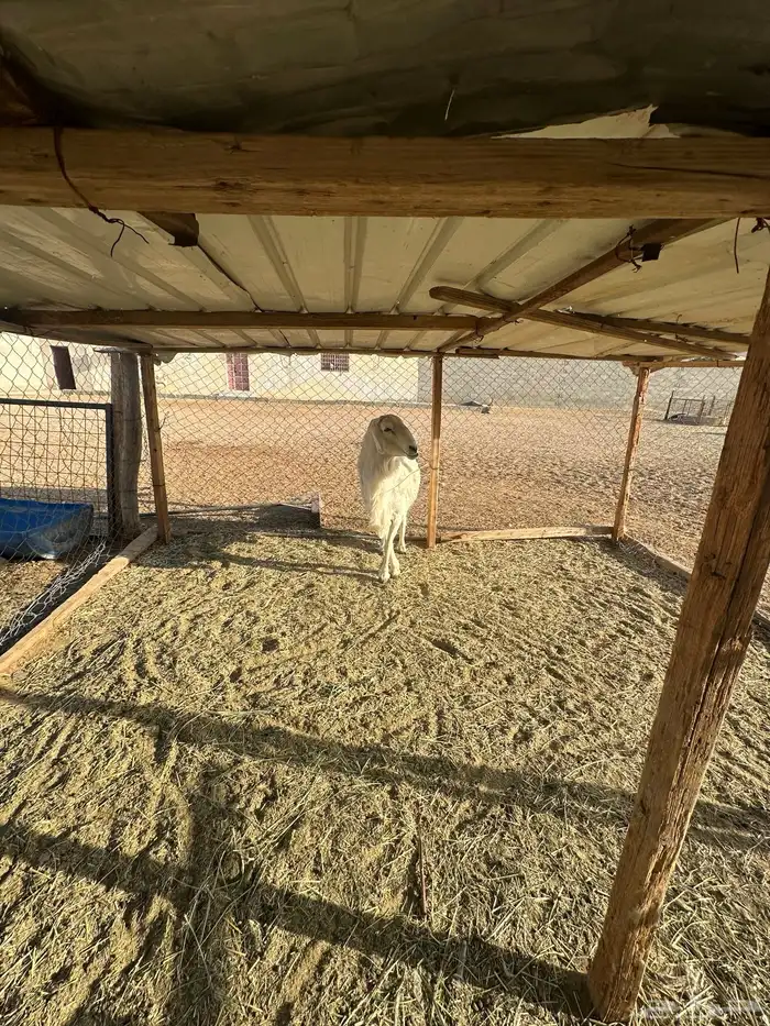 فحل ينسف شرط 4