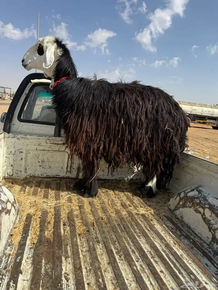 نعجه للبيع السن رباع 0