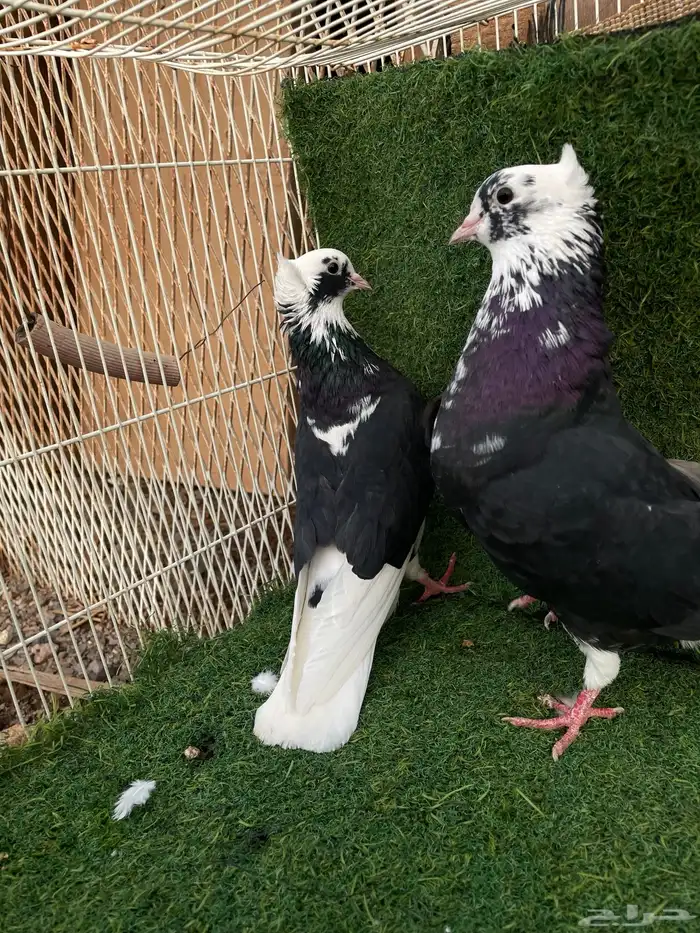 قطيفي هجرسي 2