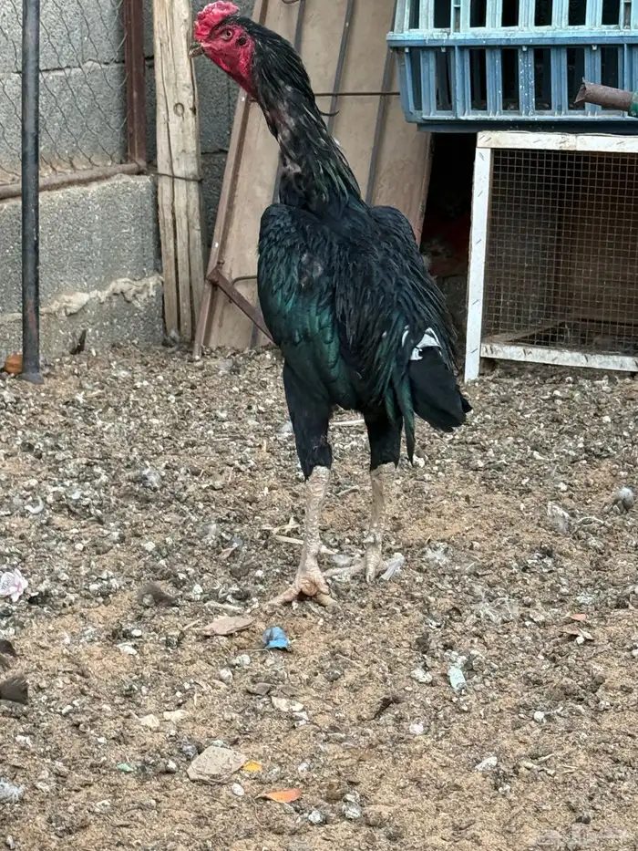 ديك باكستاني سندي 4