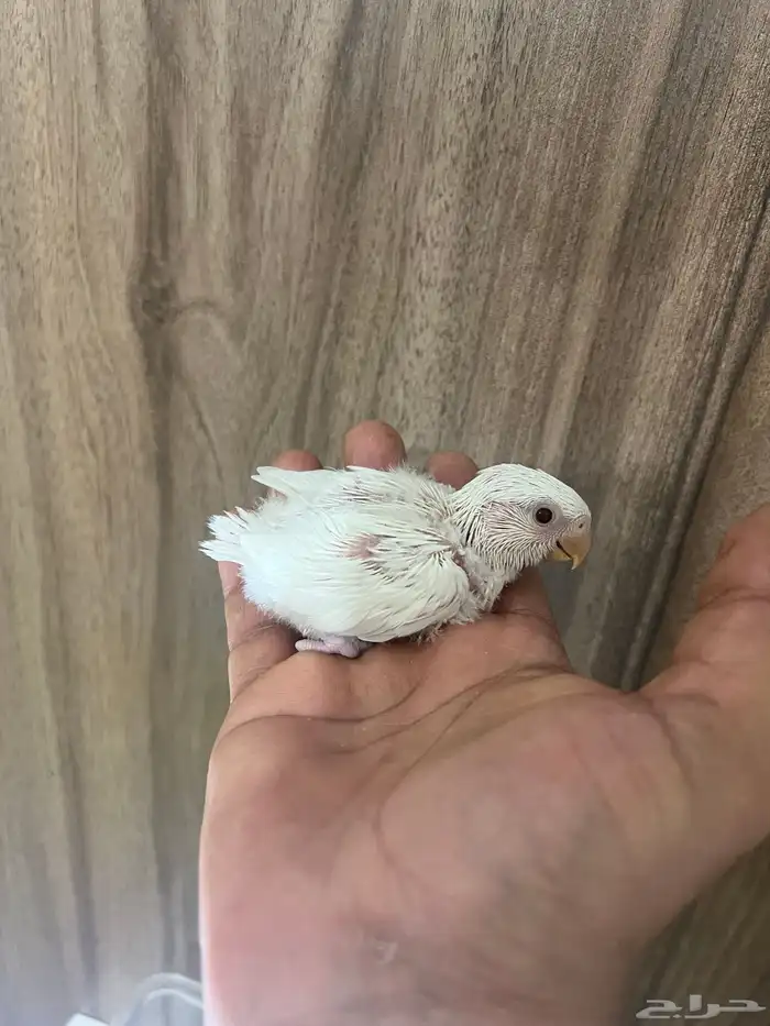 فروخ روز البينو عبون احمر 0