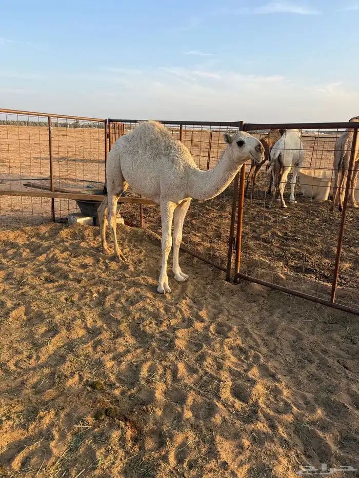 قعود 7 شهور 1