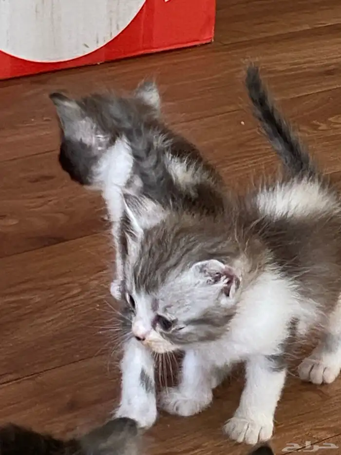 قطط كبيره ورضيعه للبيع شيرازي سكوتش مكس هملايا 0