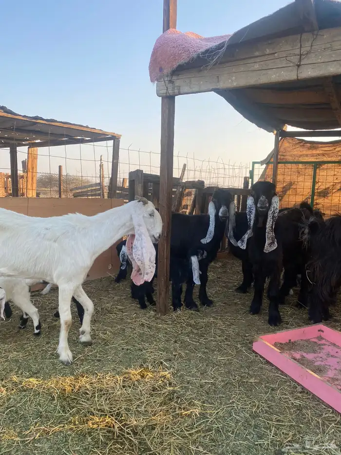 للبيع معزا ولد عوارض طيبه 12