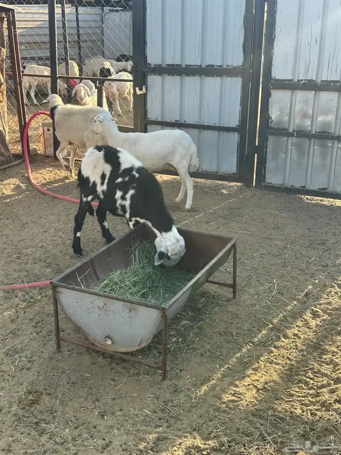 ضان مشروطه 1