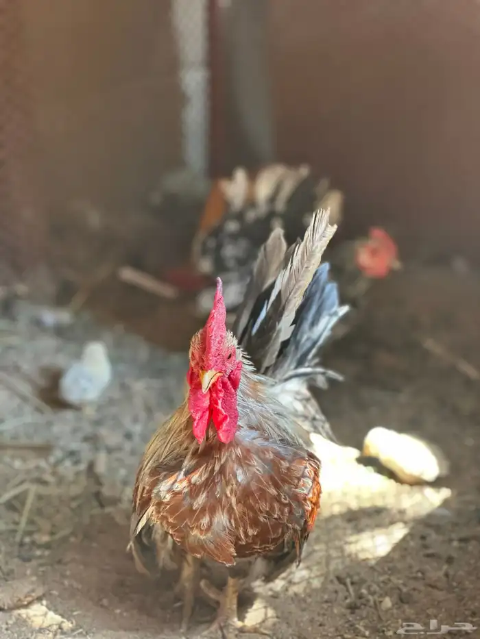 دجاج جبنيز قزم زحفف 8