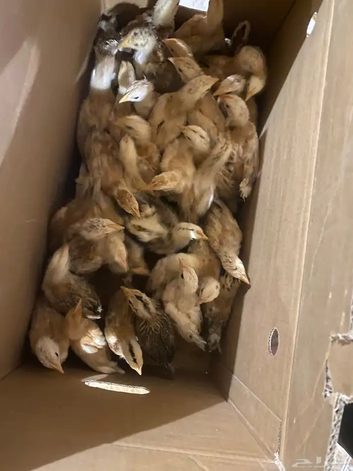 عاجل صيصان بلدي 0