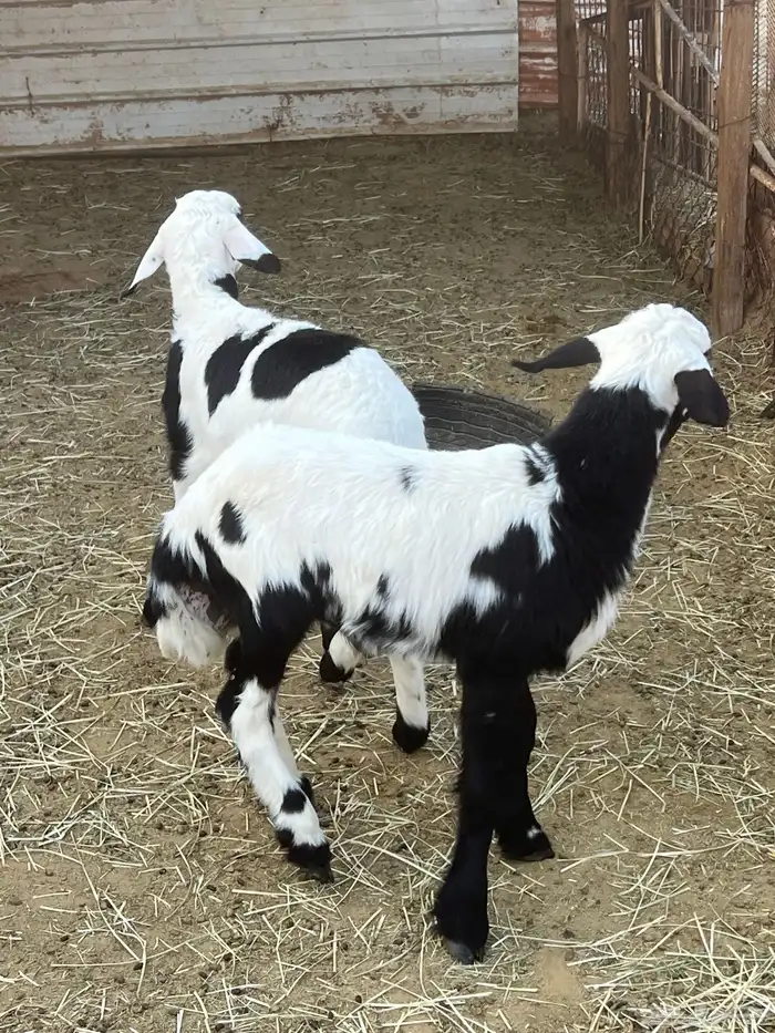 للبيع خروفان اثنين 6