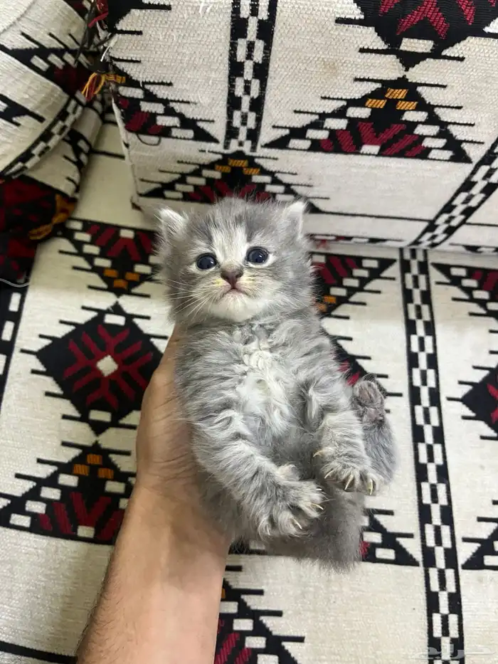 قطط لتبني مع امهم 2