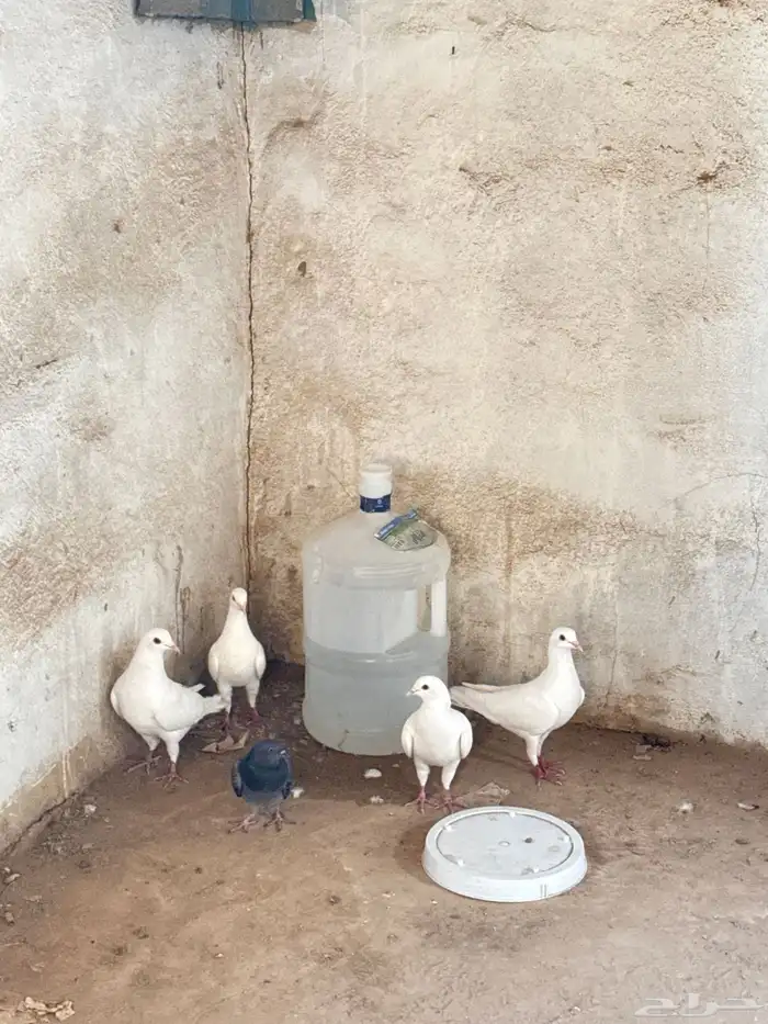 حمام 5 4بيضاء 1سوداء مبيضه 0