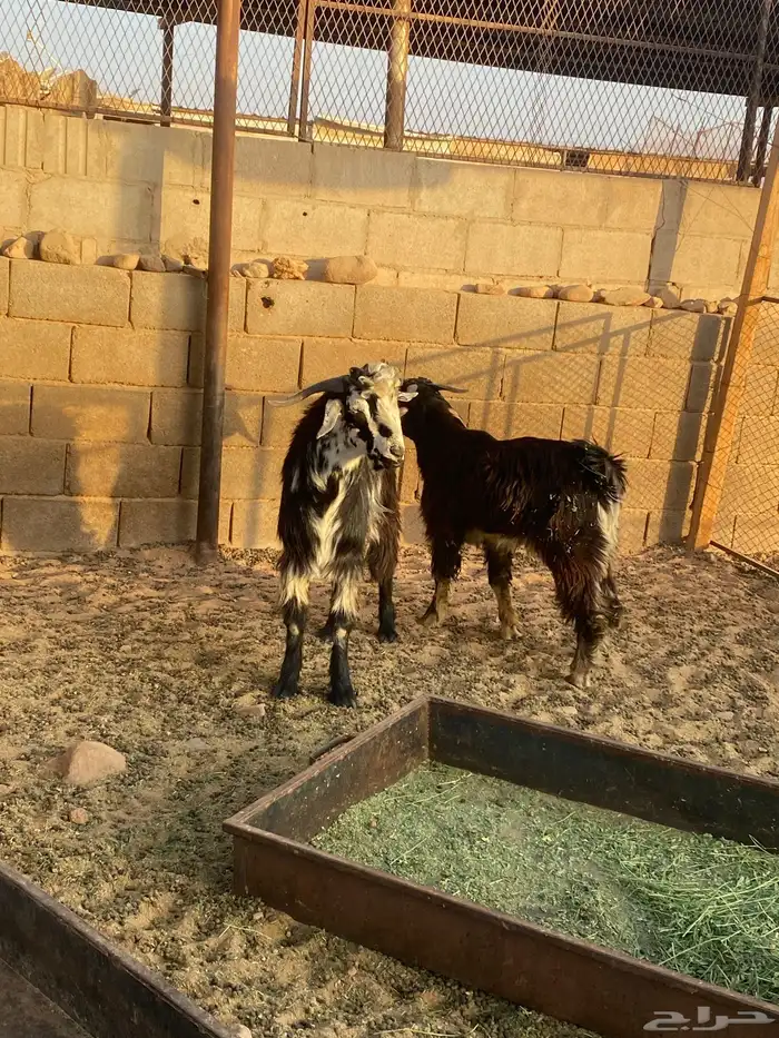 تيوس تو جايت من البر 0