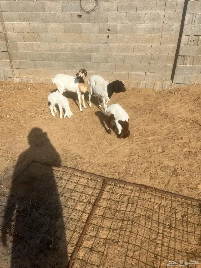 برابر مواليد 0