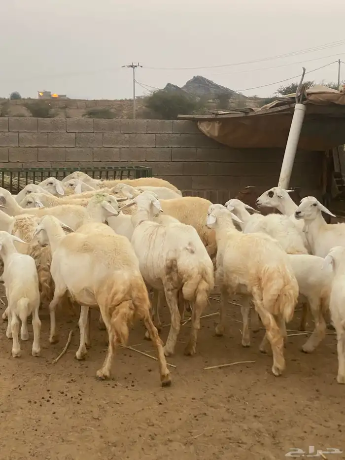 ضان للبيع محايل 4