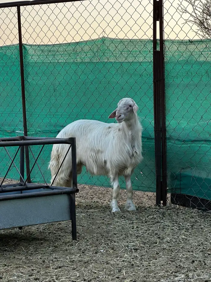 تم البيع تم البيع تم البيع مشروع فحل اصفر ابرص 3