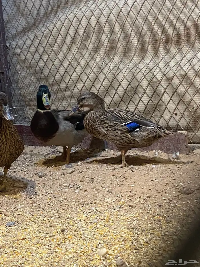 بط نحم منتج 6