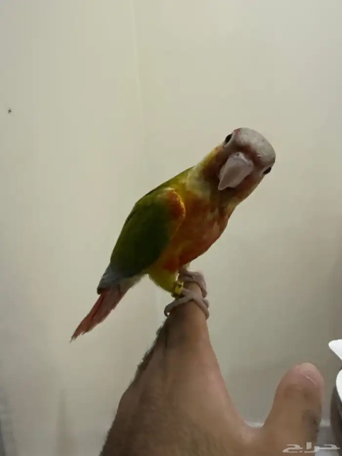 كنيور مفطوم صن كنيور غر وقريب فطام وفيه غر ولوري فرخ وجوز 6