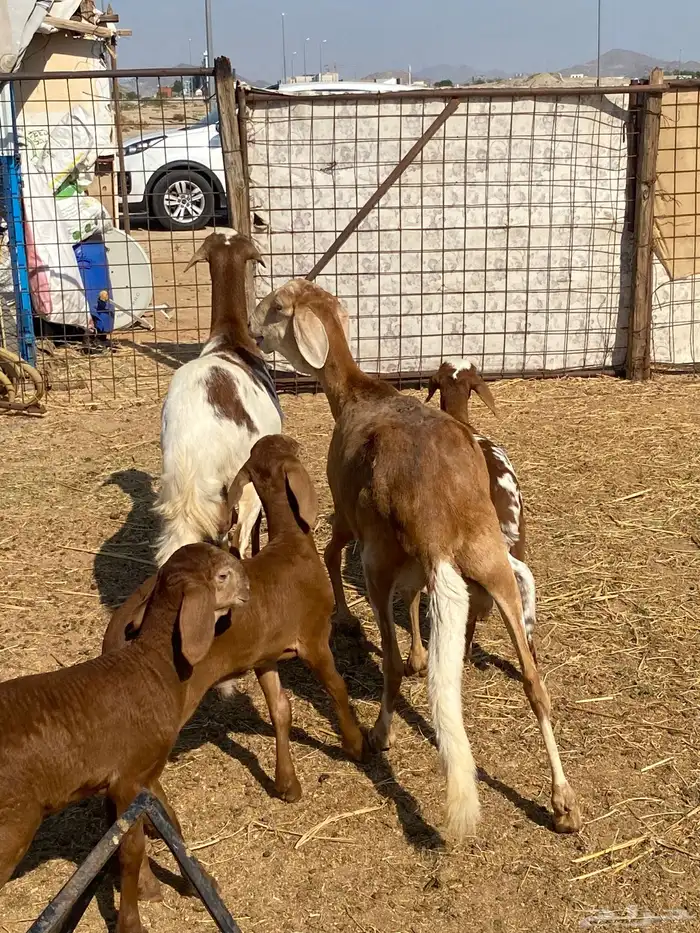 سواكن خلفات ودفيع 2