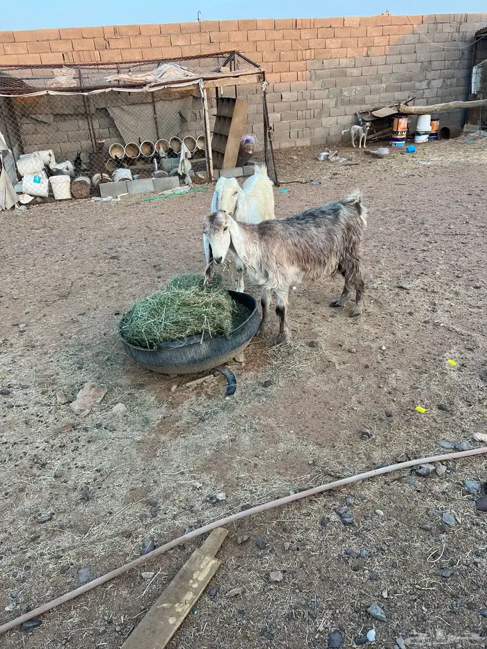 معزاء مضاريع 1