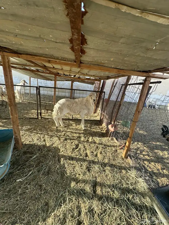 فحل ينسف شرط 3