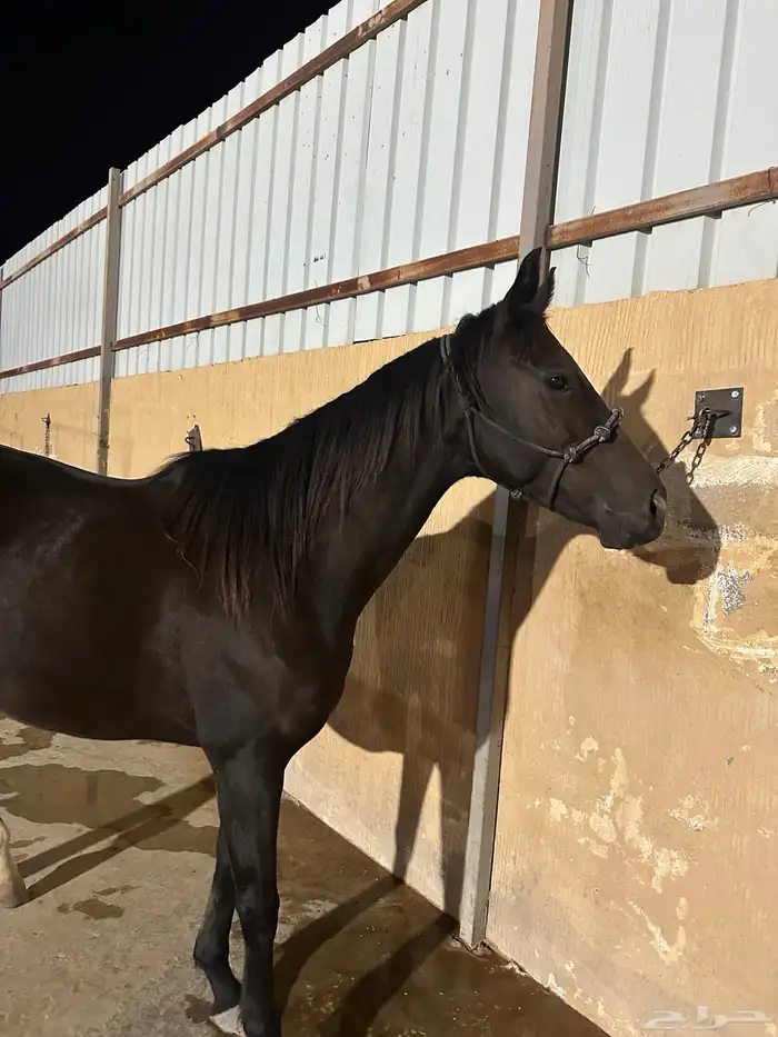 فرس انقليزية 3