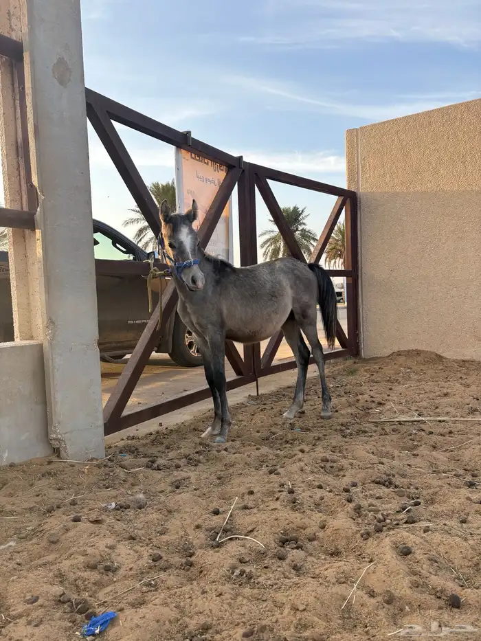 مهر عمره 6شهو 2