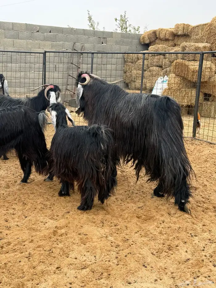 فحل ماعز فاااخر 0