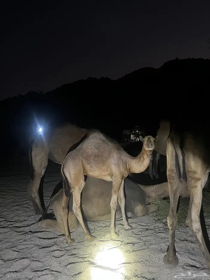 قعدان للبيع فل شحم 4