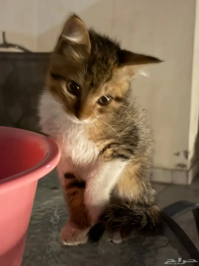 قطه صغيره للتبني 2