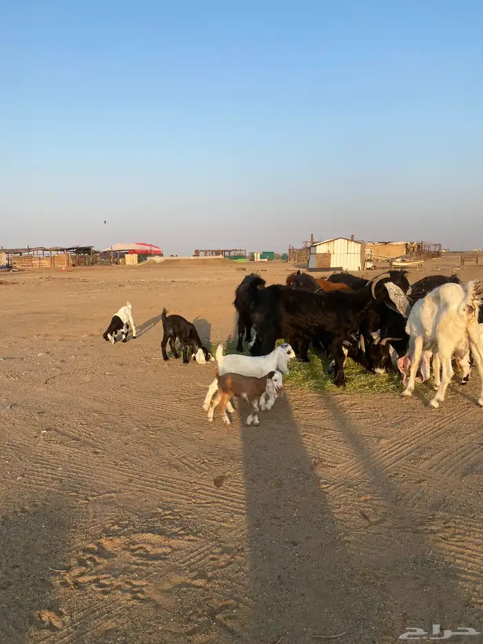 للبيع معزا ولد عوارض طيبه 49