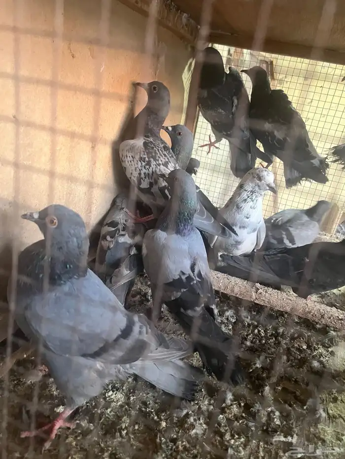 حمام سوادي 2